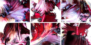  Blumen 6er Block III/2014, 6 Fotografien auf LupuBond Classic, je 90 x 120 cm