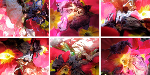  Blumen 6er Block II/2014, 6 Fotografien auf LupuBond Classic, je 90 x 120 cm