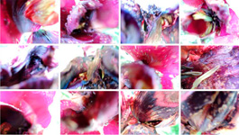  Blumenwand III/2013, 12 Fotografien auf LupuBond Classic, je 80 x 106,5 cm
