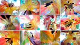  Blumenwand II/2/2013, 12 Fotografien auf LupuBond Classic, je 80 x 106,5 cm