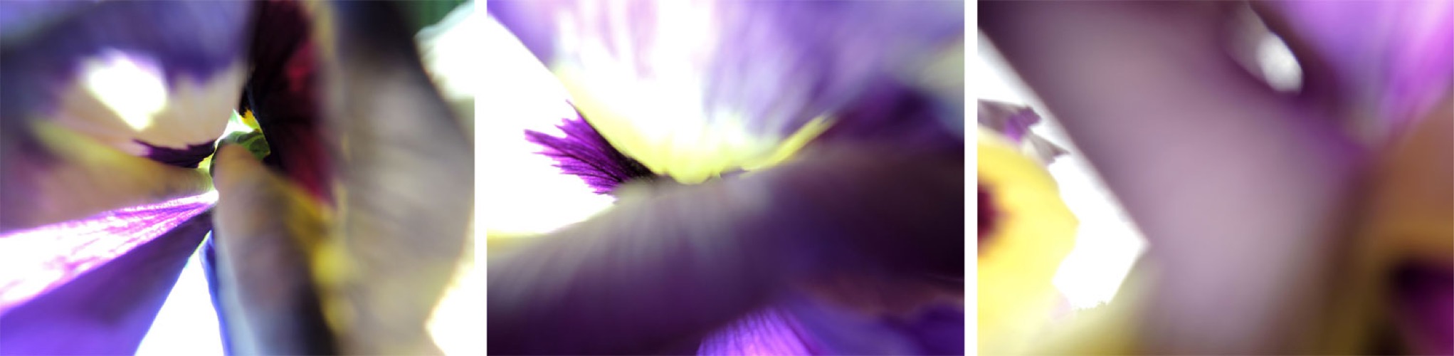 Blumen 3er Block II/2013, 3 Fotografien auf LupuBond Classic, je 90 x 120 cm (Neues Museum Nürnberg)
