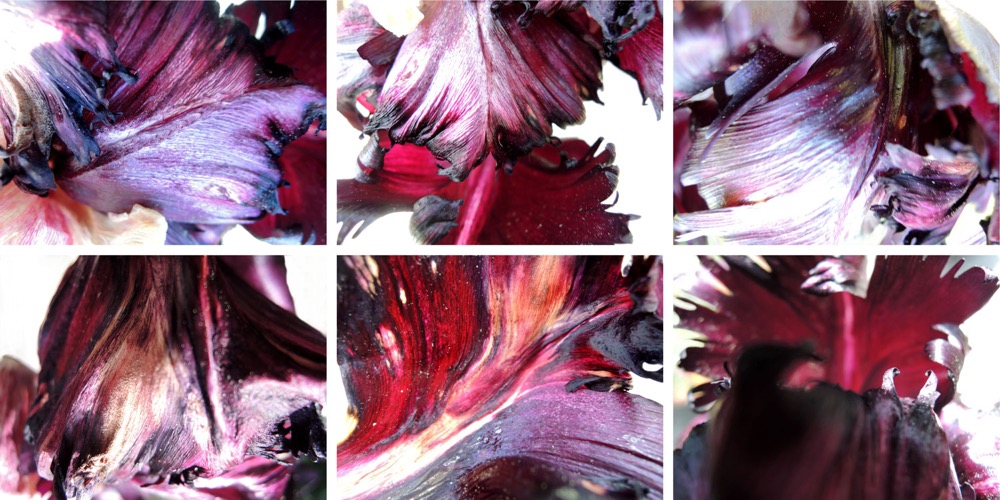 Blumen 6er Block III/2014, 6 Fotografien auf LupuBond Classic, je 90 x 120 cm