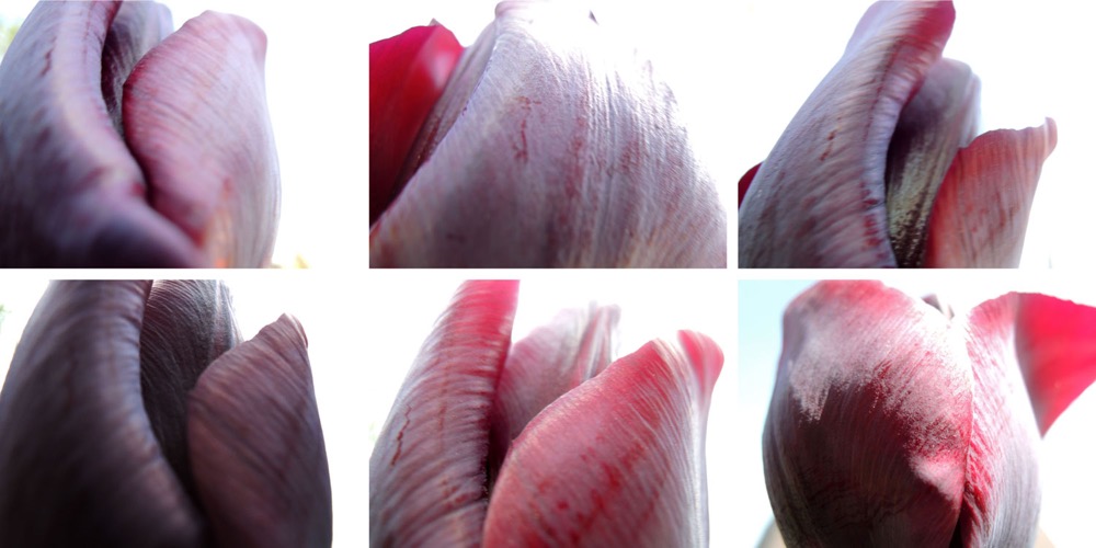 Blumen 6er Block II/2013, 6 Fotografien auf LupuBond Classic, je 90 x 120 cm