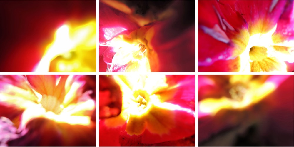 Blumen 6er Block IV/2014, 6 Fotografien auf LupuBond Classic, je 90 x 120 cm