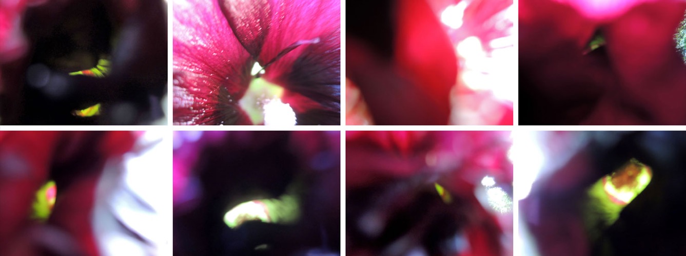Blumen 8er Block I/2013, 8 Fotografien auf LupuBond Classic, je 90 x 120 cm