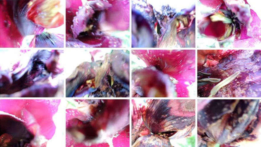 Blumenwand III/2013, 12 Fotografien auf LupuBond Classic, je 80 x 106,5 cm