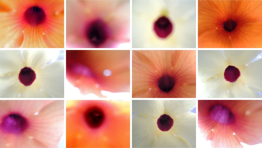 Blumenwand IV/2013, 12 Fotografien auf LupuBond Classic, je 80 x 106,5 cm