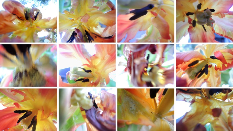 Blumenwand II/2013, 12 Fotografien auf LupuBond Classic, je 80 x 106,5 cm